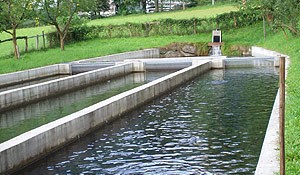 Fischbecken Fischzucht Schiefer