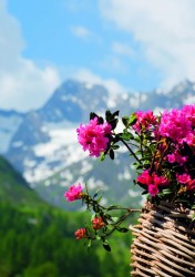 Alpenrosen...