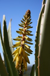 Aloe Vera...