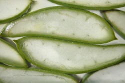 Santa Verde: Aloe Vera...